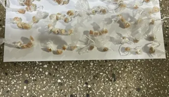 PM apreende adolescente com 103 pedras de crack em Teixeira de Freitas