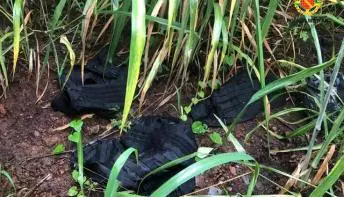 PM desarma 40 kg de explosivos em estrada no DF