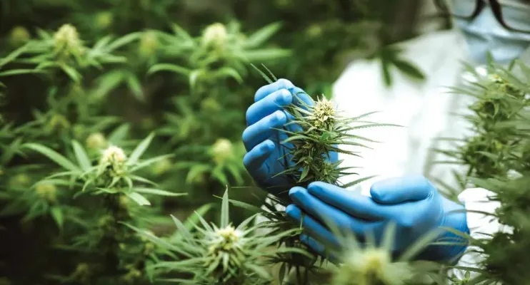 Porte de maconha para uso pessoal: entenda como ficou após a conclusão do julgamento no STF