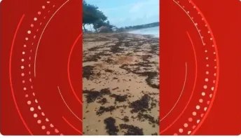 Praia no ES chama a atenção com milhares de formigas mortas