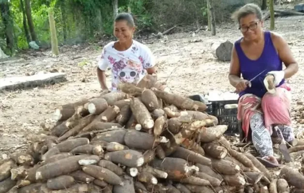 Prefeitura de Alcobaça promove encontro para fortalecer produção de farinha no município
