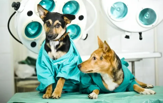 Prefeitura de Jaguaré abre inscrições para castração de cães e gatos