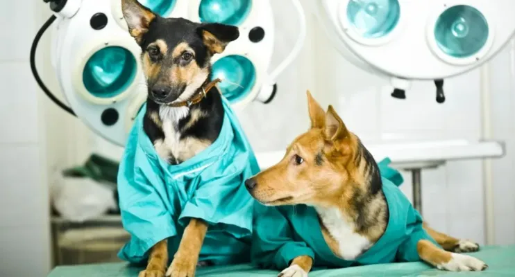 Prefeitura de Jaguaré abre inscrições para castração de cães e gatos