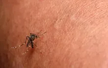 Prefeitura de  Jaguaré decreta situação de emergência para combater chikungunya