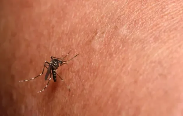 Prefeitura de  Jaguaré decreta situação de emergência para combater chikungunya