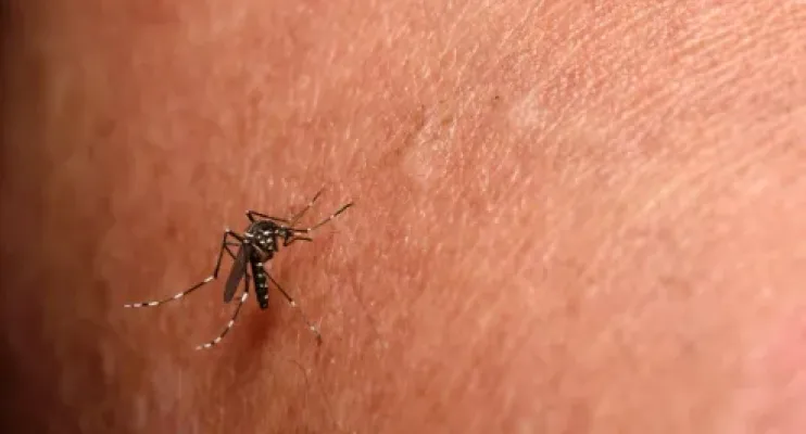 Prefeitura de  Jaguaré decreta situação de emergência para combater chikungunya