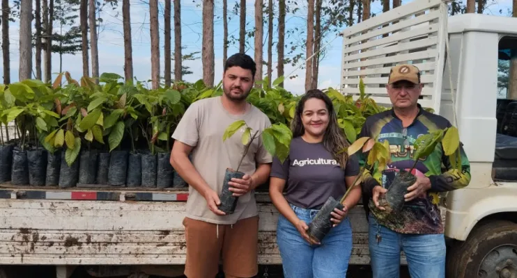 Prefeitura de Linhares investe na renovação da lavoura cacaueira