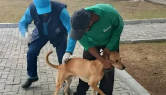 Prefeitura de Pinheiros inicia campanha de vacinação contra raiva para pets