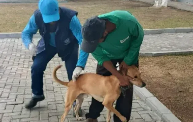 Prefeitura de Pinheiros inicia campanha de vacinação contra raiva para pets