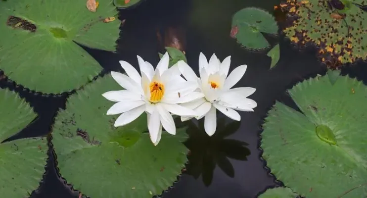 Primavera e setembro verde inspiram final de semana verde na sedu 