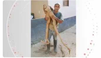 Produtor no ES colhe mandioca de quase 20 kg com formato 'humano'
