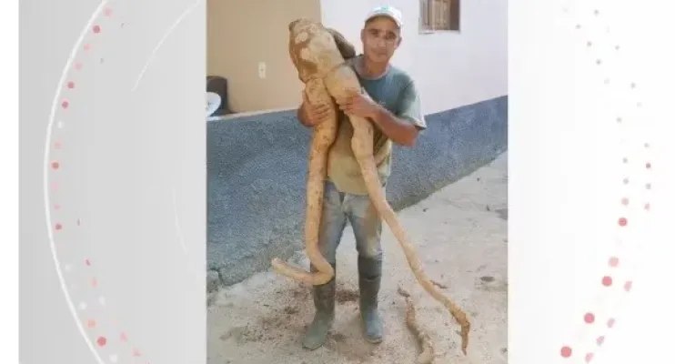 Produtor no ES colhe mandioca de quase 20 kg com formato 'humano'