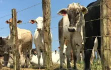 Produtores têm até 30 de junho para regularizar cadastro de rebanhos no ES