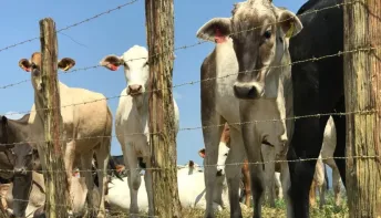 Produtores têm até 30 de junho para regularizar cadastro de rebanhos no ES