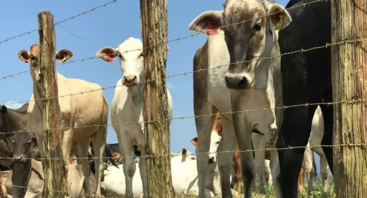 Produtores têm até 30 de junho para regularizar cadastro de rebanhos no ES
