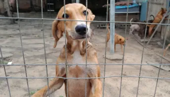 Projeto Adotar Pinheiros recebe apoio do Estado para ampliar resgates de animais