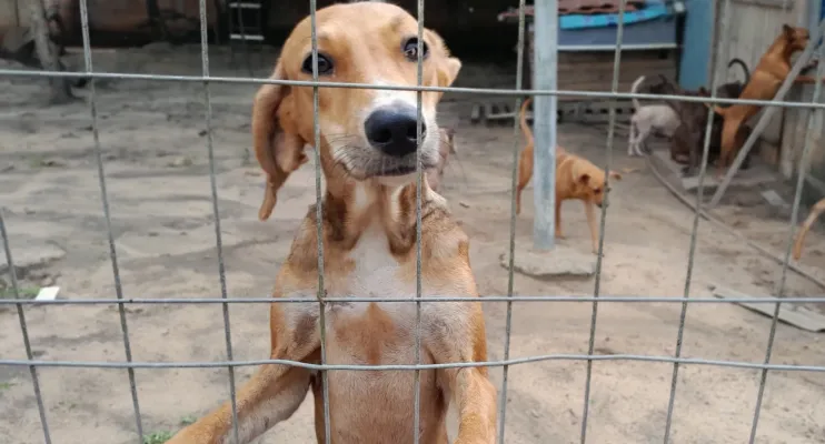 Projeto Adotar Pinheiros recebe apoio do Estado para ampliar resgates de animais