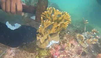 Projeto Mares conclui capacitação com implantação de corais nativos na Ilha de Itaparica
