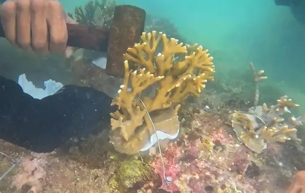 Projeto Mares conclui capacitação com implantação de corais nativos na Ilha de Itaparica