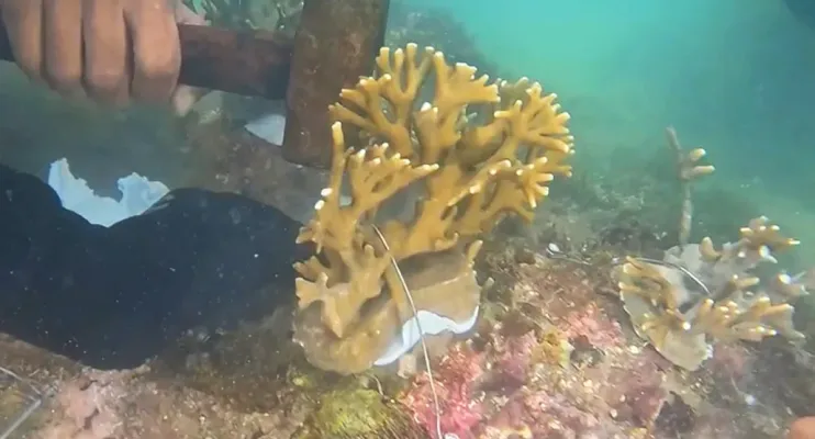 Projeto Mares conclui capacitação com implantação de corais nativos na Ilha de Itaparica