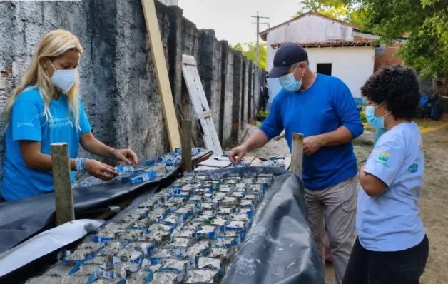 Projeto Mares inicia produção de sementeiras para cultivo de corais nativos na BTS