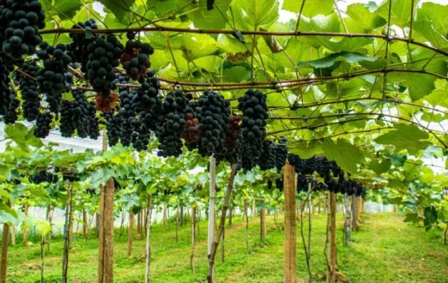 Quarta colheita da uva em Linhares: parreirais serão abertos à visitação no próximo sábado (10) e a previsão é colher 7 toneladas da fruta