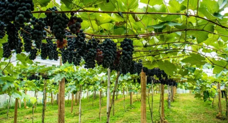 Quarta colheita da uva em Linhares: parreirais serão abertos à visitação no próximo sábado (10) e a previsão é colher 7 toneladas da fruta