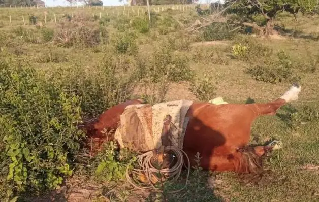 Raio em MS mata trabalhador rural de 47 anos e seu cavalo