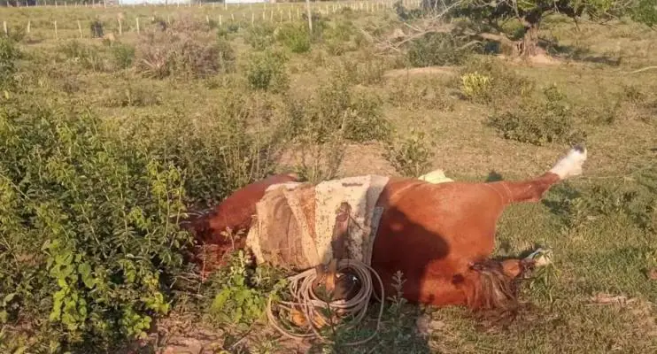 Raio em MS mata trabalhador rural de 47 anos e seu cavalo