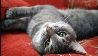 Rei dos cochilos: saiba quantas horas os gatos precisam dormir por dia e o motivo