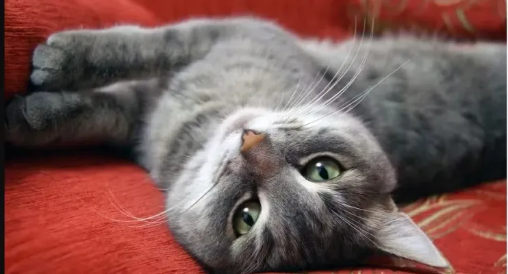 Rei dos cochilos: saiba quantas horas os gatos precisam dormir por dia e o motivo