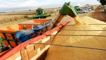 Safra baiana de grãos terá aumento em 2025 segundo IBGE e Conab 