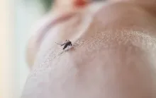 Saiba como prevenir e tratar picadas de mosquitos