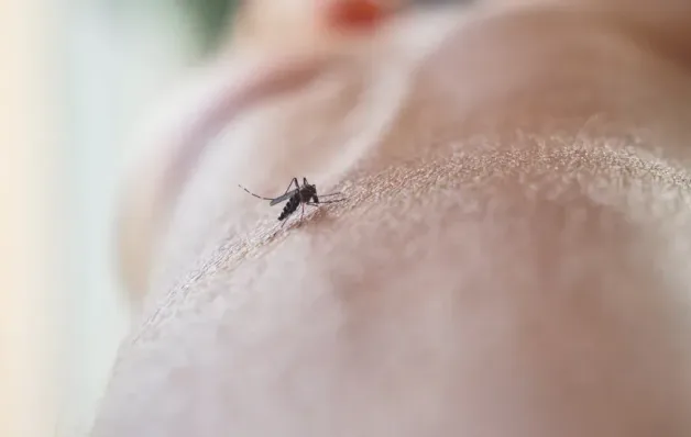 Saiba como prevenir e tratar picadas de mosquitos
