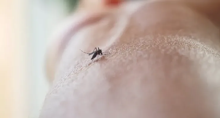 Saiba como prevenir e tratar picadas de mosquitos