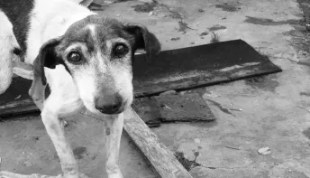 São Mateus adere a programa estadual de prevenção e combate ás condições degradantes para animais domésticos 
