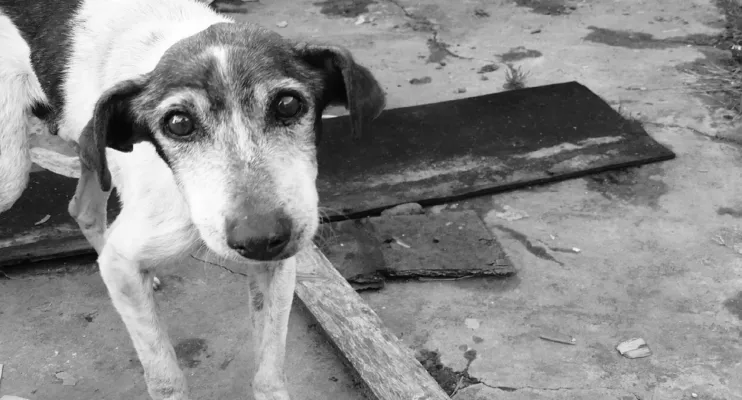 São Mateus adere a programa estadual de prevenção e combate ás condições degradantes para animais domésticos 