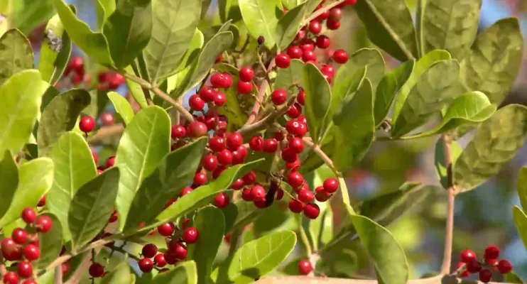 São Mateus conquista selo de Indicação Geográfica da pimenta-rosa