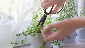 Sem energia? Banho de ervas para renovar as forças e afastar o desânimo