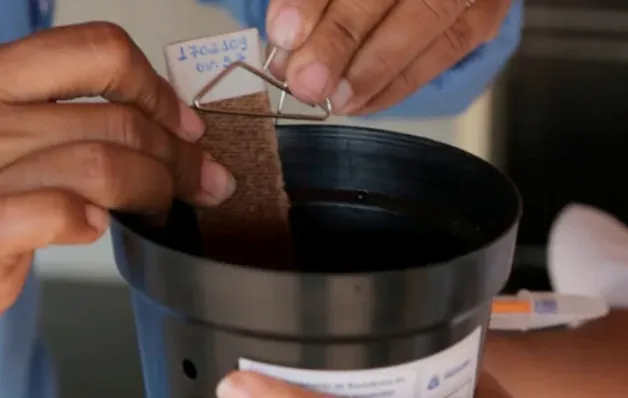 Sesa amplia estratégia de vigilância e monitoramento do Aedes aegypti no Espírito Santo