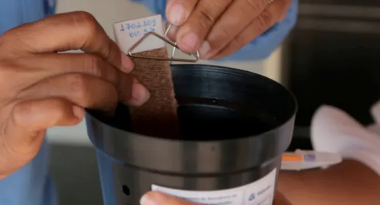 Sesa amplia estratégia de vigilância e monitoramento do Aedes aegypti no Espírito Santo