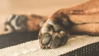 Seu cão lambe muito as patas? 5 causas que vão além da 'mania'