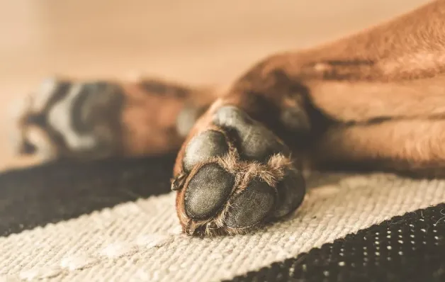 Seu cão lambe muito as patas? 5 causas que vão além da 'mania'