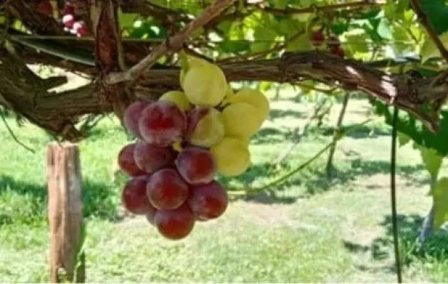 Sorte em dobro? Cacho de uva de duas cores é encontrado em produção no ES