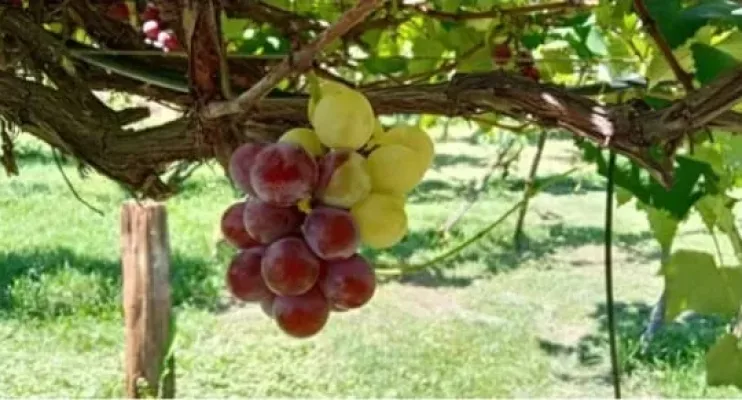 Sorte em dobro? Cacho de uva de duas cores é encontrado em produção no ES