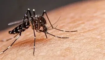 Teixeira de Freitas registra 100 casos de dengue, zika e chikungunya e intensifica combate ao mosquito