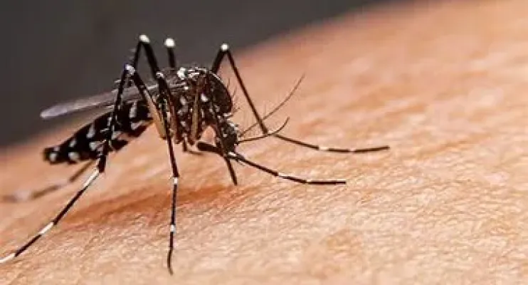 Teixeira de Freitas registra 100 casos de dengue, zika e chikungunya e intensifica combate ao mosquito