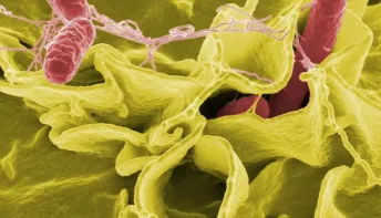 Teste rápido para detectar salmonella em alimentos é desenvolvido por pesquisadora da Ufes