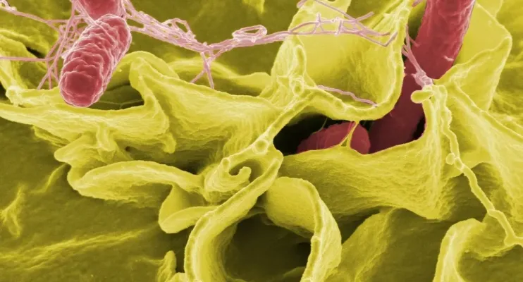Teste rápido para detectar salmonella em alimentos é desenvolvido por pesquisadora da Ufes