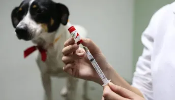 Vacinação antirrábica neste sábado em Regência, Baixo Quartel e Desengano